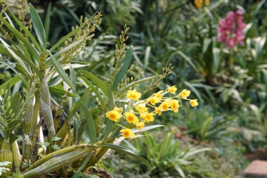 güzel çiçek açan çiçeklerin yakın çekim