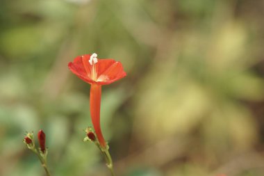 güzel çiçek açan çiçeklerin yakın çekim