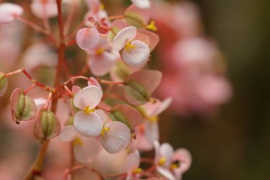 güzel çiçek açan çiçeklerin yakın çekim