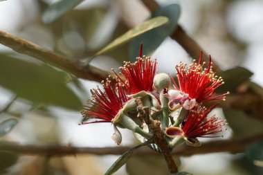 güzel çiçek açan çiçeklerin yakın çekim