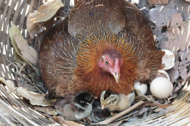 close-up shot of cute little chicks warming themselves under mother chicken