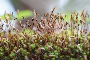 Güzel doğal arkaplanın yakın plan çekimleri.