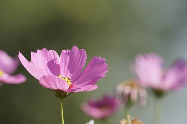 güzel çiçek açan çiçeklerin yakın çekim
