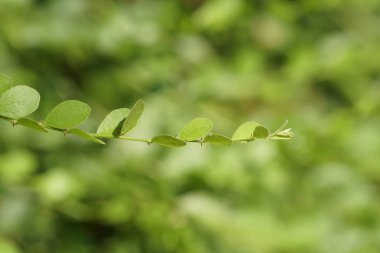 Güzel doğal arkaplanın yakın plan çekimleri.