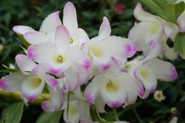 güzel çiçek açan çiçeklerin yakın çekim