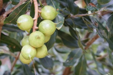 Dalda olgunlaşan taze egzotik meyvelerin yakın plan çekimi.