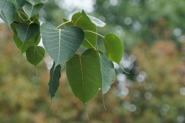 Güzel doğal arkaplanın yakın plan çekimleri.