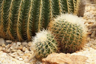 Teraryumdaki güzel sulu bitkinin yakın plan çekimi.