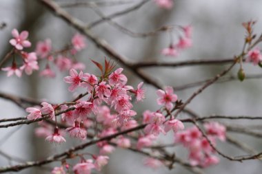 güzel çiçek açan çiçeklerin yakın çekim