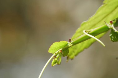 Çiçek açan yaprakların yakın plan çekimi.