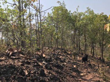 Güzel doğal arkaplanın yakın plan çekimleri.