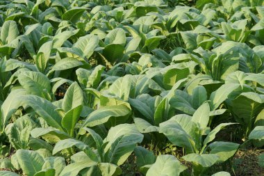 Güzel doğal arkaplanın yakın plan çekimleri.