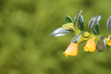 güzel çiçek açan çiçeklerin yakın çekim