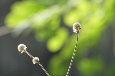Güzel doğal arkaplanın yakın plan çekimleri.