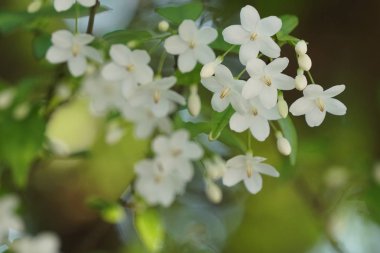 güzel çiçek açan çiçeklerin yakın çekim
