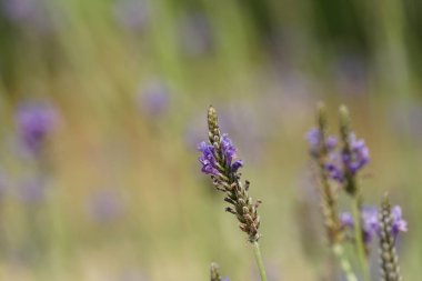 güzel çiçek açan çiçeklerin yakın çekim