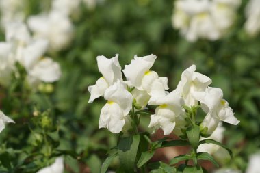 güzel çiçek açan çiçeklerin yakın çekim