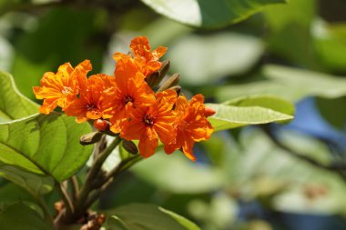 güzel çiçek açan çiçeklerin yakın çekim