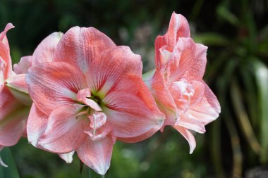 güzel çiçek açan çiçeklerin yakın çekim