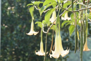 güzel çiçek açan çiçeklerin yakın çekim