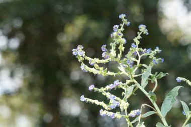 güzel çiçek açan çiçeklerin yakın çekim