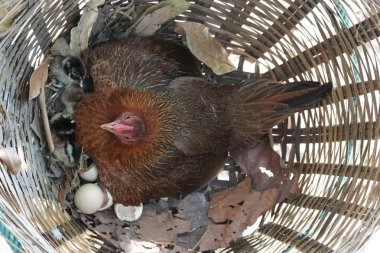 close-up shot of cute little chicks warming themselves under mother chicken