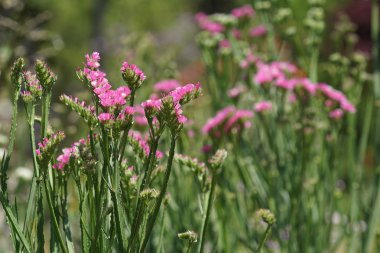 güzel çiçek açan çiçeklerin yakın çekim