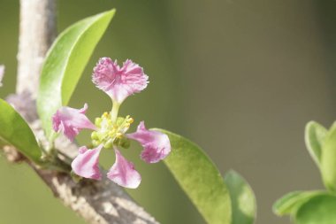 güzel çiçek açan çiçeklerin yakın çekim