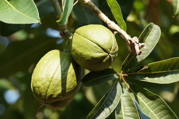 Primer Plano Fruta Fresca Exótica Madurando Rama — Foto de Stock