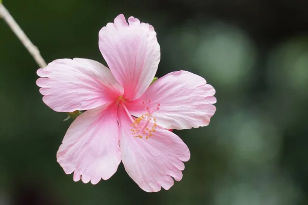 Close Shot Van Mooie Bloeiende Bloem — Stockfoto