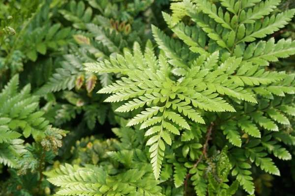 Close Shot Beautiful Blossoming Leaves — Stock Photo, Image