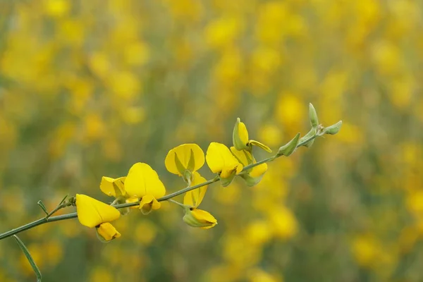 Gros Plan Belles Fleurs Fleurs — Photo