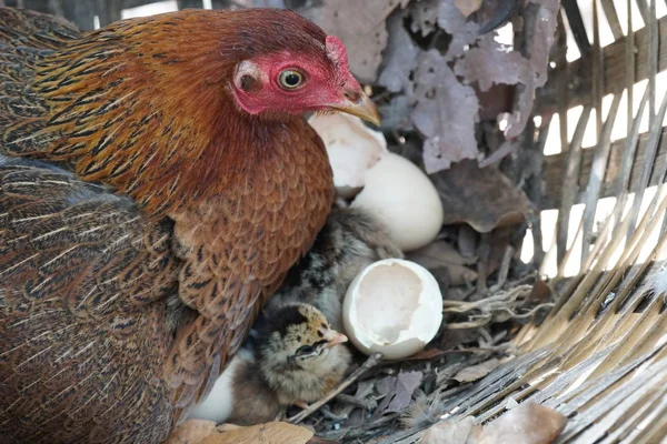 Close Shot Cute Little Chicks Warming Themselves Mother Chicken — Stock Photo, Image