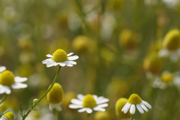 Primer Plano Hermosas Flores Flor — Foto de Stock