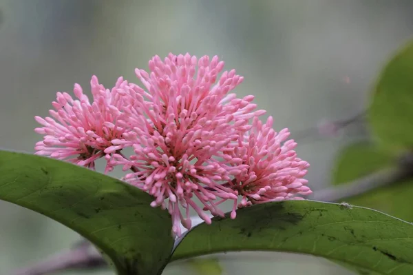 Primo Piano Colpo Bei Fiori Fiore — Foto Stock