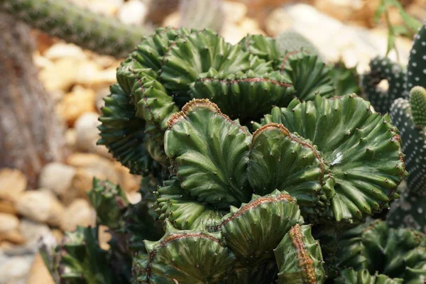 Крупный План Красивого Суккулентного Растения Террариуме — стоковое фото