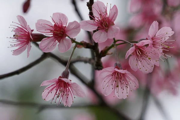 Close Shot Beautiful Blossoming Flowers — Stock Photo, Image