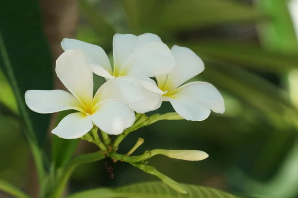 Primo Piano Colpo Bei Fiori Fiore — Foto Stock