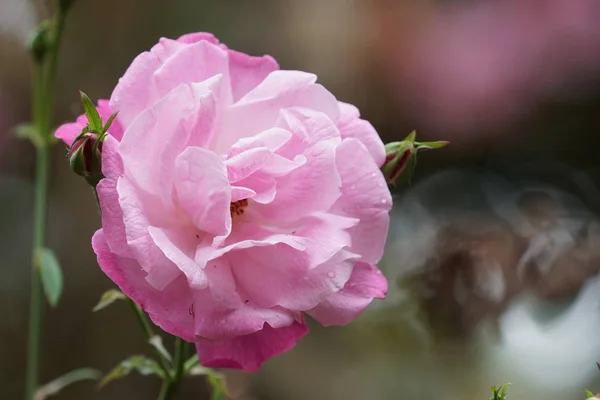 Nahaufnahme Schöner Blühender Blumen — Stockfoto