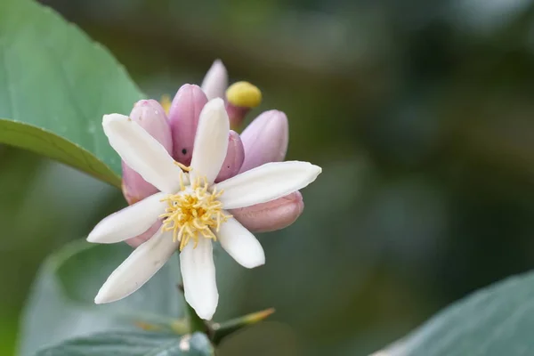 Primer Plano Hermosas Flores Flor —  Fotos de Stock