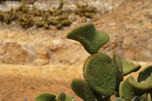 Primer Plano Hermosa Planta Suculenta Terrario — Foto de Stock