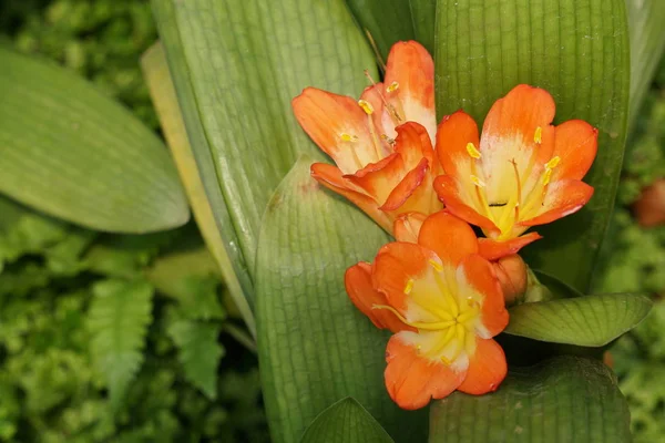 Close Shot Beautiful Blossoming Flowers — Stock Photo, Image