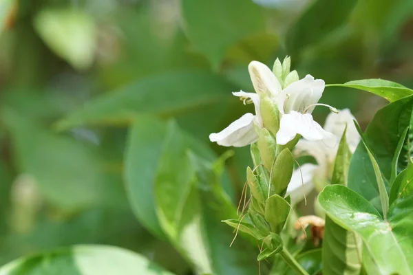 Närbild Skott Vackra Blommande Blommor — Stockfoto