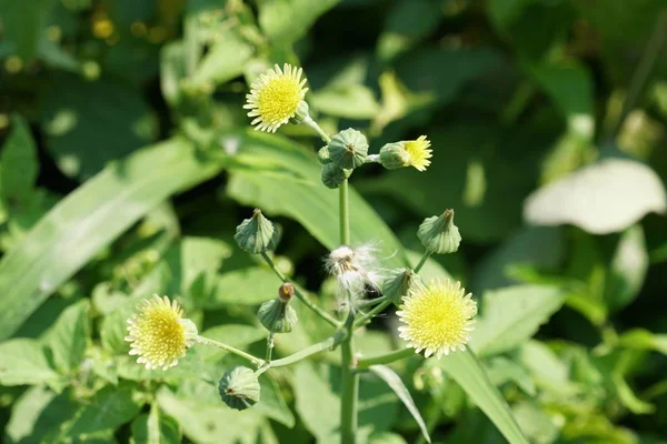 Nahaufnahme Schöner Blühender Blumen — Stockfoto