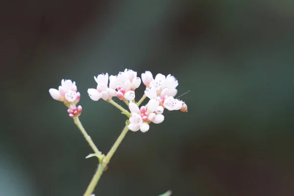 Close Tiro Belas Flores Florescentes — Fotografia de Stock