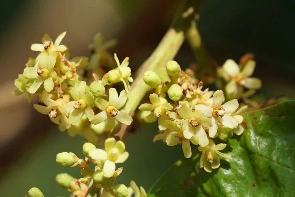 Primer Plano Hermosas Flores Flor —  Fotos de Stock