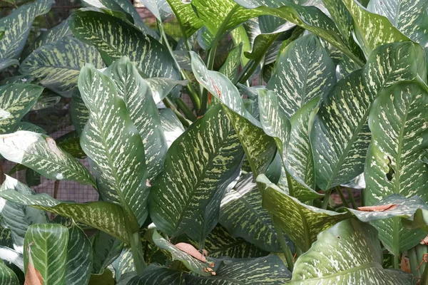 Close Shot Van Prachtige Natuurlijke Achtergrond — Stockfoto