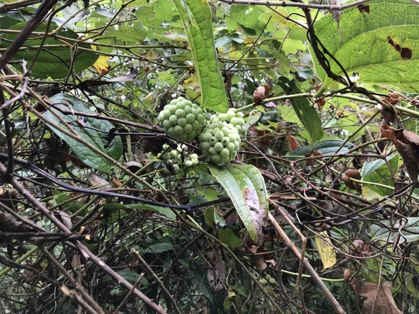 Gros Plan Fruits Exotiques Frais Mûrissant Sur Branche — Photo