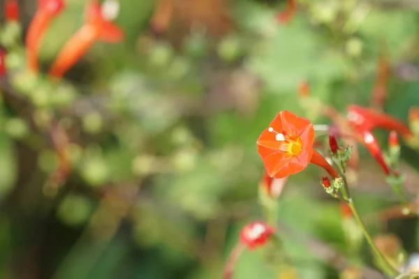 Close Shot Beautiful Blossoming Flowers — Stock Photo, Image