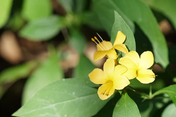 Primo Piano Colpo Bei Fiori Fiore — Foto Stock